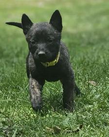 Dutch Shepherd Puppies