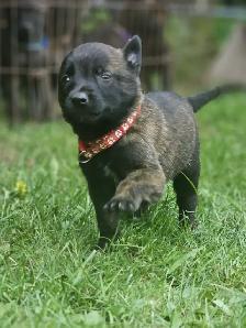 Dutch Shepherd Puppies - Photo 2