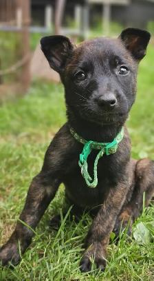 Dutch Shepherd Puppies - Photo 3