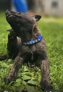 Dutch Shepherd Puppies - Photo 4