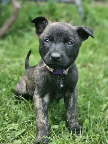 Dutch Shepherd Puppies - Photo 5