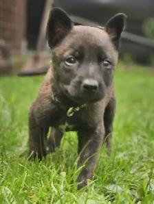 Dutch Shepherd Puppies - Photo 6