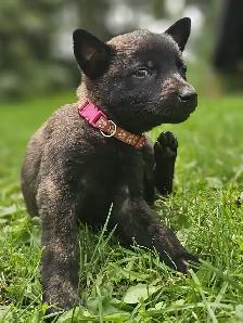 Dutch Shepherd Puppies - Photo 7