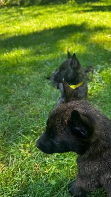 Dutch Shepherd Puppies - Photo 8
