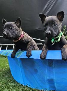 Dutch Shepherd Puppies - Photo 9