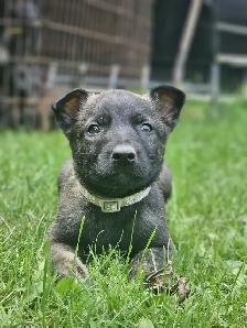 Dutch Shepherd Puppies - Photo 10