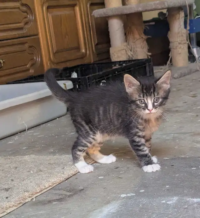 Kitten Tabby