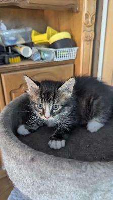 Kitten Tabby - Photo 2