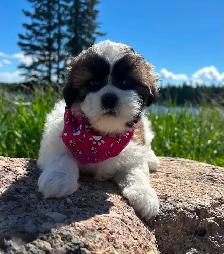 Beautiful Bichon Shih Tzu Girls Looking for Their Forever Homes! - Photo 6