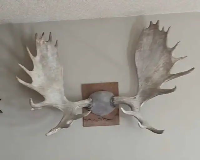 Moose antlers