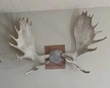 Moose antlers