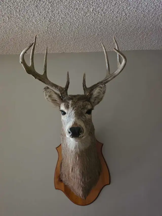 Deer shoulder mount
