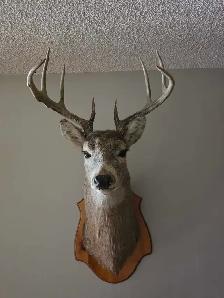 Deer shoulder mount