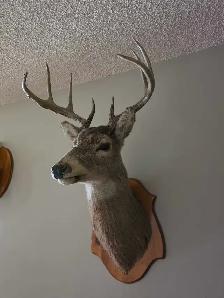 Deer shoulder mount - Photo 2