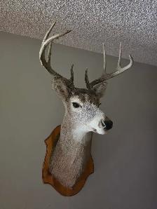 Deer shoulder mount - Photo 3