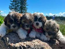 Beautiful Bichon Shih Tzu Girls Looking for Their Forever Homes! - Photo 2