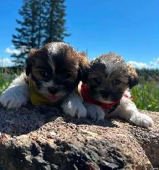 Beautiful Bichon Shih Tzu Girls Looking for Their Forever Homes! - Photo 3