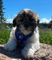 Beautiful Bichon Shih Tzu Girls Looking for Their Forever Homes! - Photo 4