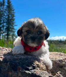 Beautiful Bichon Shih Tzu Girls Looking for Their Forever Homes! - Photo 5