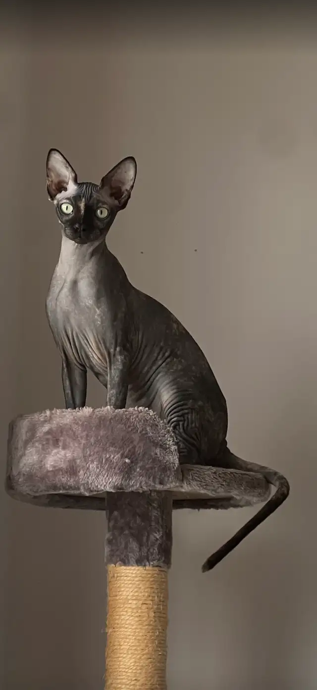 sphynx  femelle