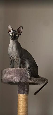 sphynx  femelle