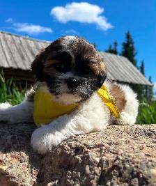 Beautiful Bichon Shih Tzu Girls Looking for Their Forever Homes!