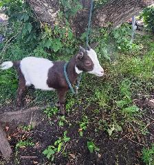 Female Nigerian Goats