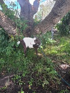 Female Nigerian Goats - Photo 2