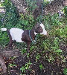 Female Nigerian Goats - Photo 3