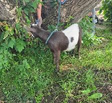 Female Nigerian Goats - Photo 4