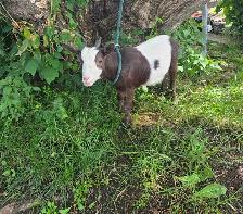 Female Nigerian Goats - Photo 5