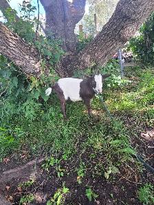 Female Nigerian Goats - Photo 6