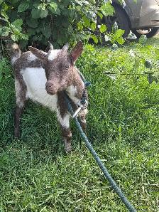 Female Nigerian Goats - Photo 7