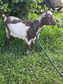 Female Nigerian Goats - Photo 8