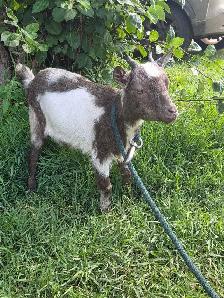 Female Nigerian Goats - Photo 9