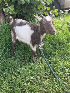 Female Nigerian Goats - Photo 10