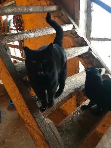 Free Kittens