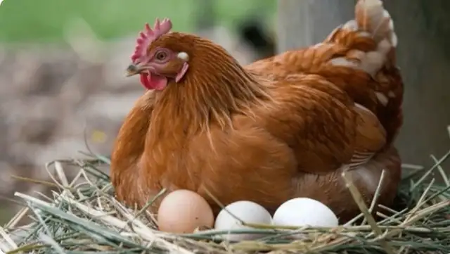 Farm Fresh Brown Eggs For Sale