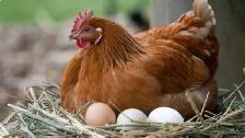 Farm Fresh Brown Eggs For Sale