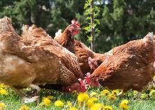Farm Fresh Brown Eggs For Sale - Photo 3