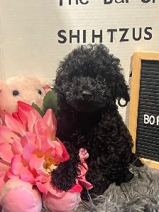 Gorgeous Toy Poodle Pups