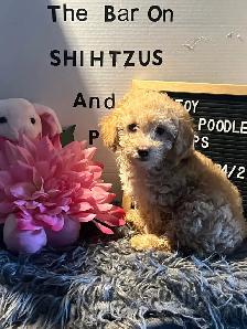 Gorgeous Toy Poodle Pups - Photo 2