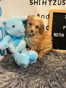 Gorgeous Toy Poodle Pups - Photo 3