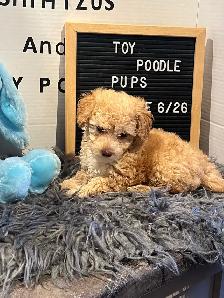 Gorgeous Toy Poodle Pups - Photo 4