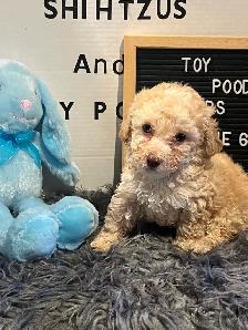 Gorgeous Toy Poodle Pups - Photo 5