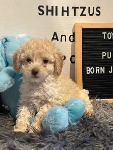 Gorgeous Toy Poodle Pups - Photo 6