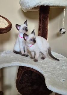 Siamese kittens