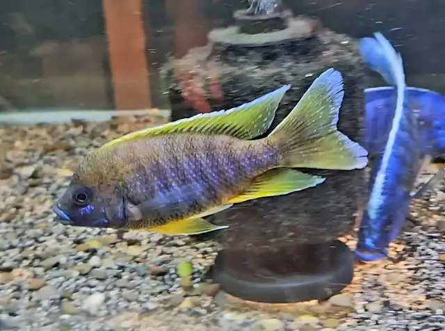 lemon jake male 4.5'