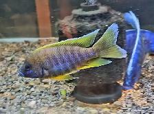 lemon jake male 4.5'