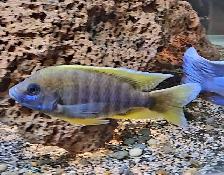 lemon jake male 4.5' - Photo 2